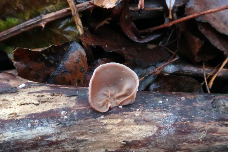 Auricularia auricula-judae 1 - IMG_6120